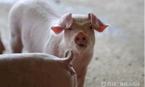 2211生猪期货最新行情(生猪期货2111什么时候交割)_https://www.heiljjianzu.com_创业板_第1张