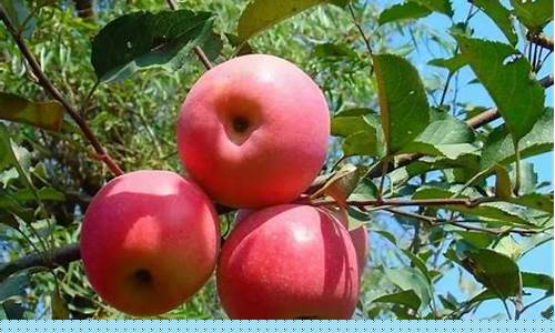 棉花白糖苹果期货行情(棉花糖市场价多少钱)_https://www.heiljjianzu.com_上交所_第1张