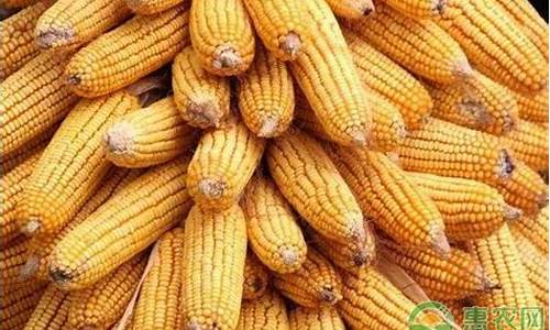 期货玉米价格行情分析(期货玉米最新行情)_https://www.heiljjianzu.com_科创板_第1张