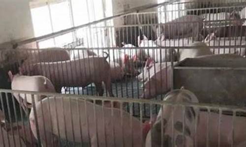 怎么样看生猪期货行情走势(生猪期货看涨)_https://www.heiljjianzu.com_北交所_第1张