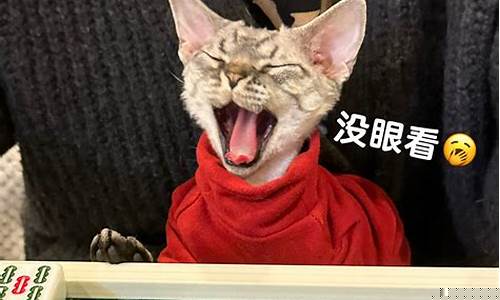 小猫财经直播(小猫姐财经)_https://www.heiljjianzu.com_深交所_第1张