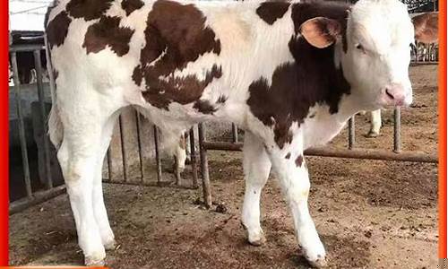 哪里有小黄牛苗出售(黄牛小牛苗哪里有卖)_https://www.heiljjianzu.com_深交所_第1张