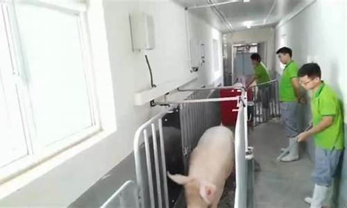 手机称猪重量软件(手机量重量的软件)_https://www.heiljjianzu.com_深交所_第1张